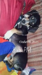 Lost Male Dog last seen Ovid, mi, Lansing, MI 48910