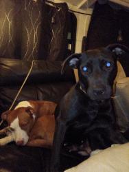 Lost Female Dog last seen 117th and holmes, Kansas City, MO 64131