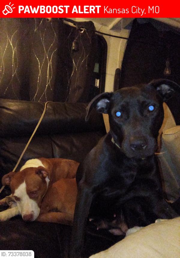 Lost Female Dog last seen 117th and holmes, Kansas City, MO 64131