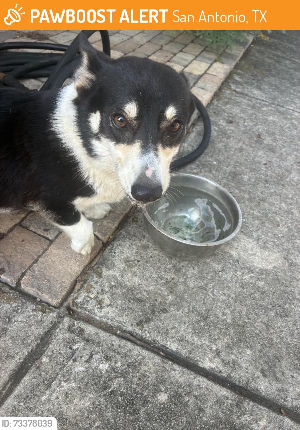 Found/Stray Female Dog last seen Timberviewn, San Antonio, TX 78251