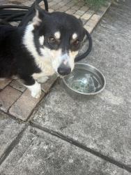 Found/Stray Female Dog last seen Timberviewn, San Antonio, TX 78251