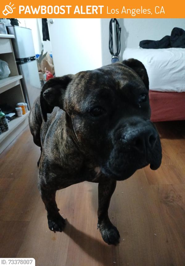 Found/Stray Female Dog last seen Sylmar, Los Angeles, CA 91342