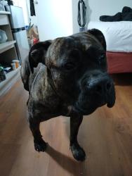 Found/Stray Female Dog last seen Sylmar, Los Angeles, CA 91342