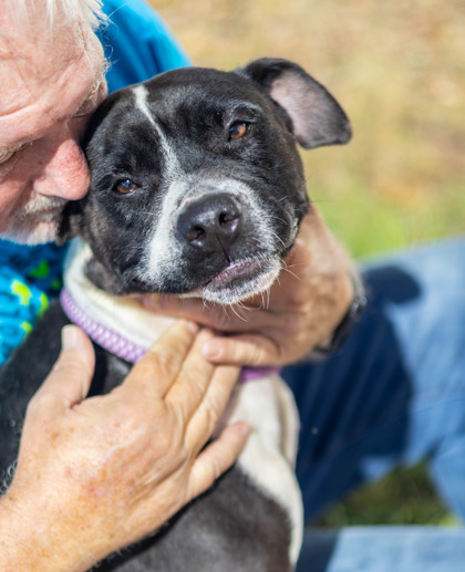Shelter Stray Female Dog last seen Near Candler Woods Drive, 30032, GA, 3280 Chamblee Dunwoody Rd, Chamblee, GA 30341, USA