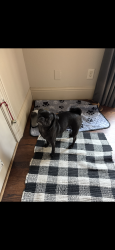 Reunited Female Dog last seen Plano parkway Carrollton, Carrollton, TX 75010