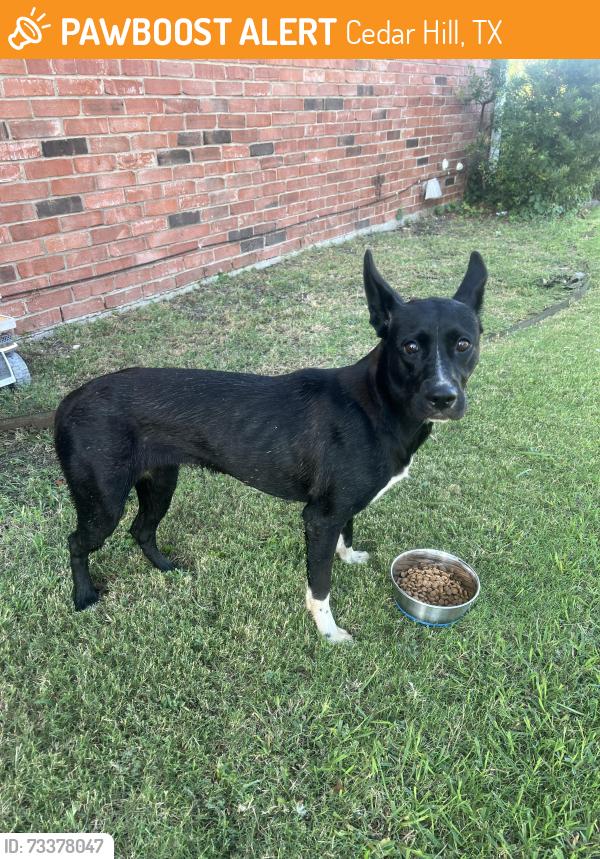 Found/Stray Female Dog last seen Wishing Well Ct & Fairway Dr, Cedar Hill, TX 75104