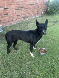 Found/Stray Female Dog last seen Wishing Well Ct & Fairway Dr, Cedar Hill, TX 75104