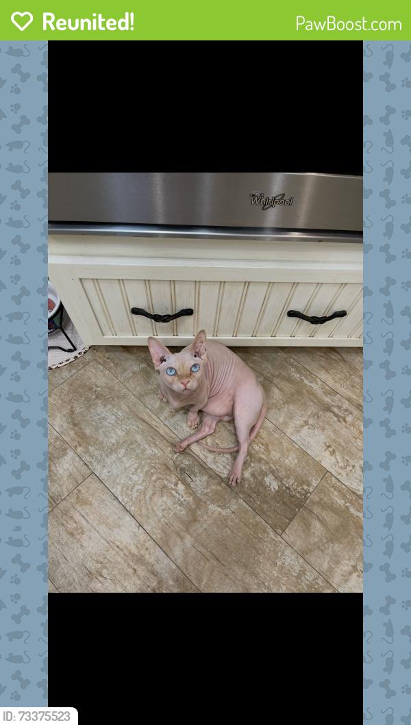 Reunited Male Cat last seen Croom Rd and Thayer St, Brooksville, FL 34601