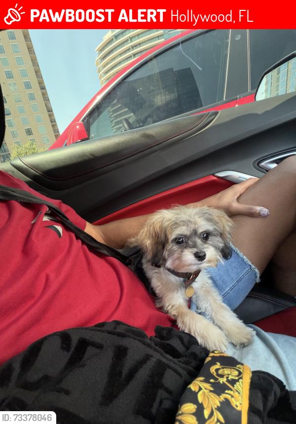 Lost Male Dog last seen Near Jefferson street Hollywood FL 33020, Hollywood, FL 33020