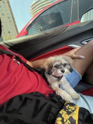 Lost Male Dog last seen Near Jefferson street Hollywood FL 33020, Hollywood, FL 33020
