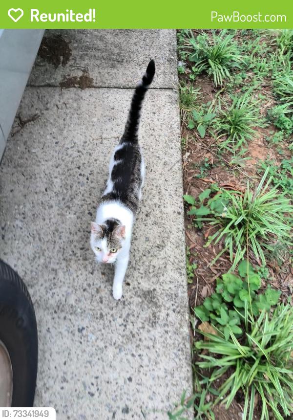 Reunited Unknown Cat last seen Cedar St Mooresville, nc, Mooresville, NC 28115