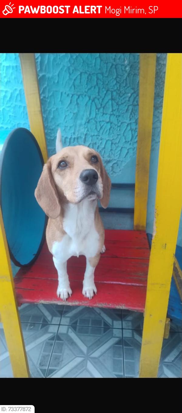 Lost Female Dog last seen Estr. do Morro Vermelho, Mogi Mirim, SP (estrada de acesso ao AABB), Mogi Mirim, SP 