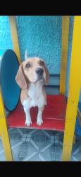 Lost Female Dog last seen Estr. do Morro Vermelho, Mogi Mirim, SP (estrada de acesso ao AABB), Mogi Mirim, SP 