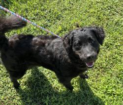 Reunited Unknown Dog last seen Port St. Lucie, Port St. Lucie, FL 34986