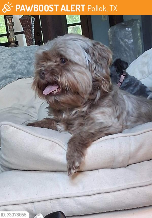 Found/Stray Female Dog last seen McKnight Rd, Pollok, TX 75969