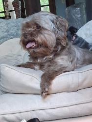 Found/Stray Female Dog last seen McKnight Rd, Pollok, TX 75969