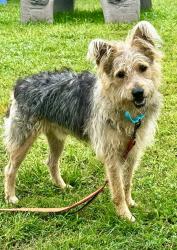 Shelter Stray Male Dog last seen Edwin Raynor Boulevard, PASADENA, MD, 21122, 411 Maxwell Frye Rd, Millersville, MD 21108, USA