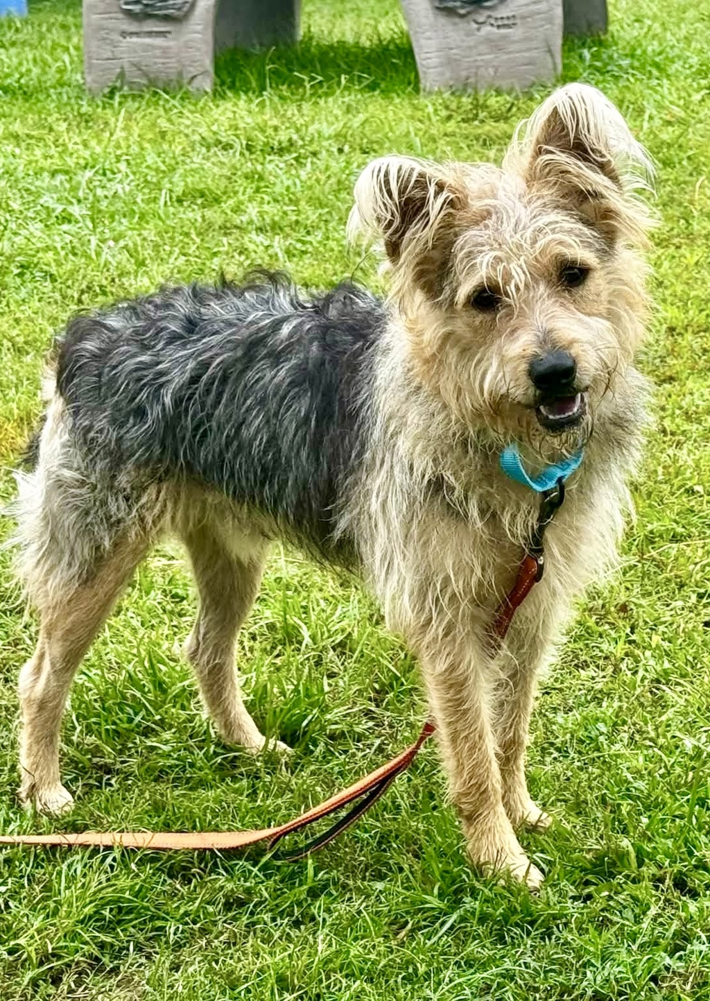 Shelter Stray Male Dog last seen Edwin Raynor Boulevard, PASADENA, MD, 21122, 411 Maxwell Frye Rd, Millersville, MD 21108, USA