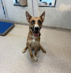Shelter Stray Female Dog last seen Apt 4,3094 Villa Avenue, BRONX, NY, 10468, 326 E 110th St, New York, NY 10029, USA