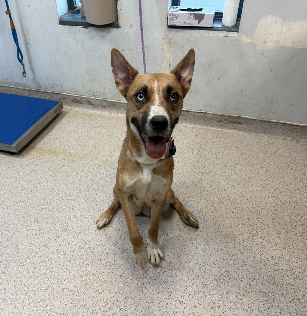 Shelter Stray Female Dog last seen Apt 4,3094 Villa Avenue, BRONX, NY, 10468, 326 E 110th St, New York, NY 10029, USA