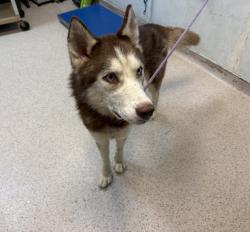 Shelter Stray Male Dog last seen Apt 4,3094 Villa Avenue, BRONX, NY, 10468, 326 E 110th St, New York, NY 10029, USA