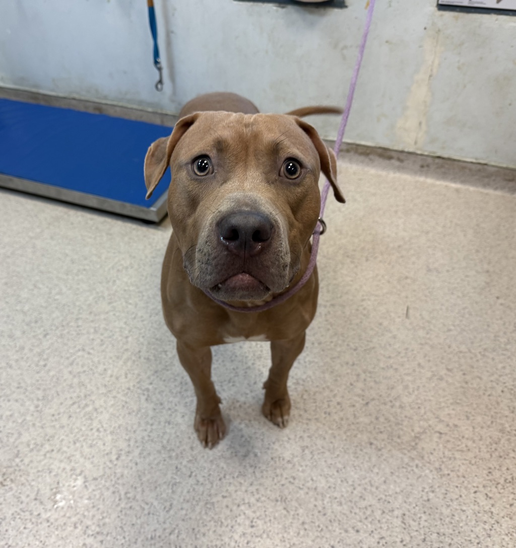 Shelter Stray Male Dog last seen Found tied up to a bench outside MACC, NEW YORK, NY, 10029, 326 E 110th St, New York, NY 10029, USA