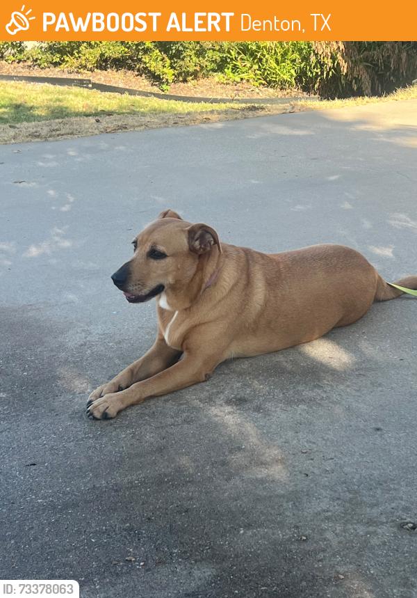 Found/Stray Female Dog last seen Sherman & Manten Blvd, Denton, TX 76208
