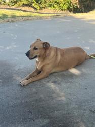 Found/Stray Female Dog last seen Sherman & Manten Blvd, Denton, TX 76208