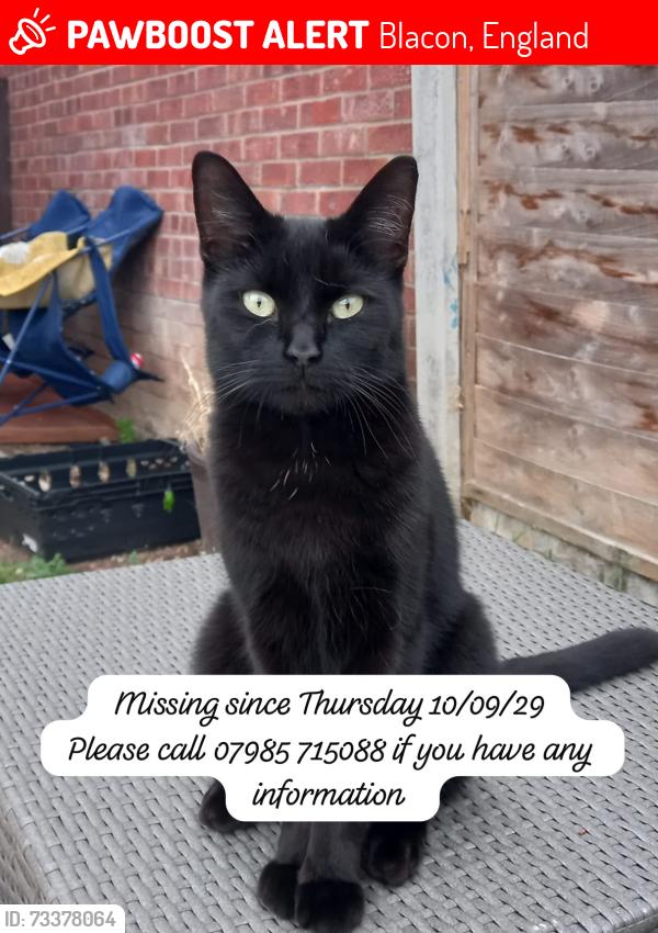 Lost Male Cat last seen Browning close, Blacon, England 
