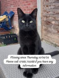 Lost Male Cat last seen Browning close, Blacon, England 