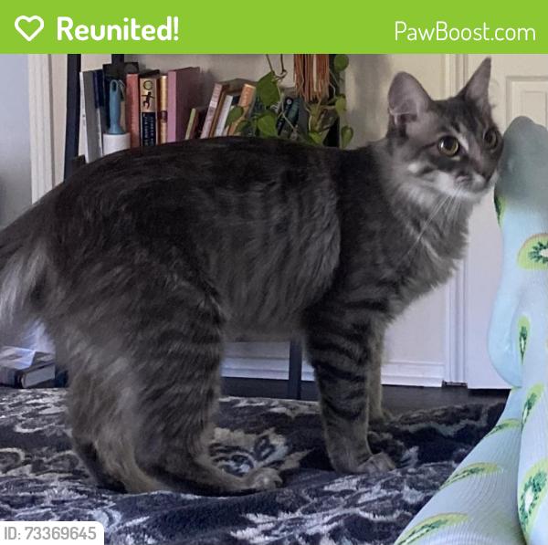 Reunited Female Cat last seen Zelza and Rinaldi, near Zelza Park, Los Angeles, CA 91326