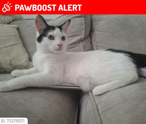 Lost Male Cat last seen Bournemouth Road, Chandler's Ford, England SO53 3GU