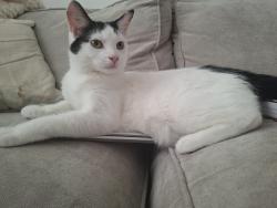 Lost Male Cat last seen Bournemouth Road, Chandler's Ford, England SO53 3GU