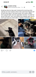 Lost Female Dog last seen 38th dobbins, Phoenix, AZ 85339