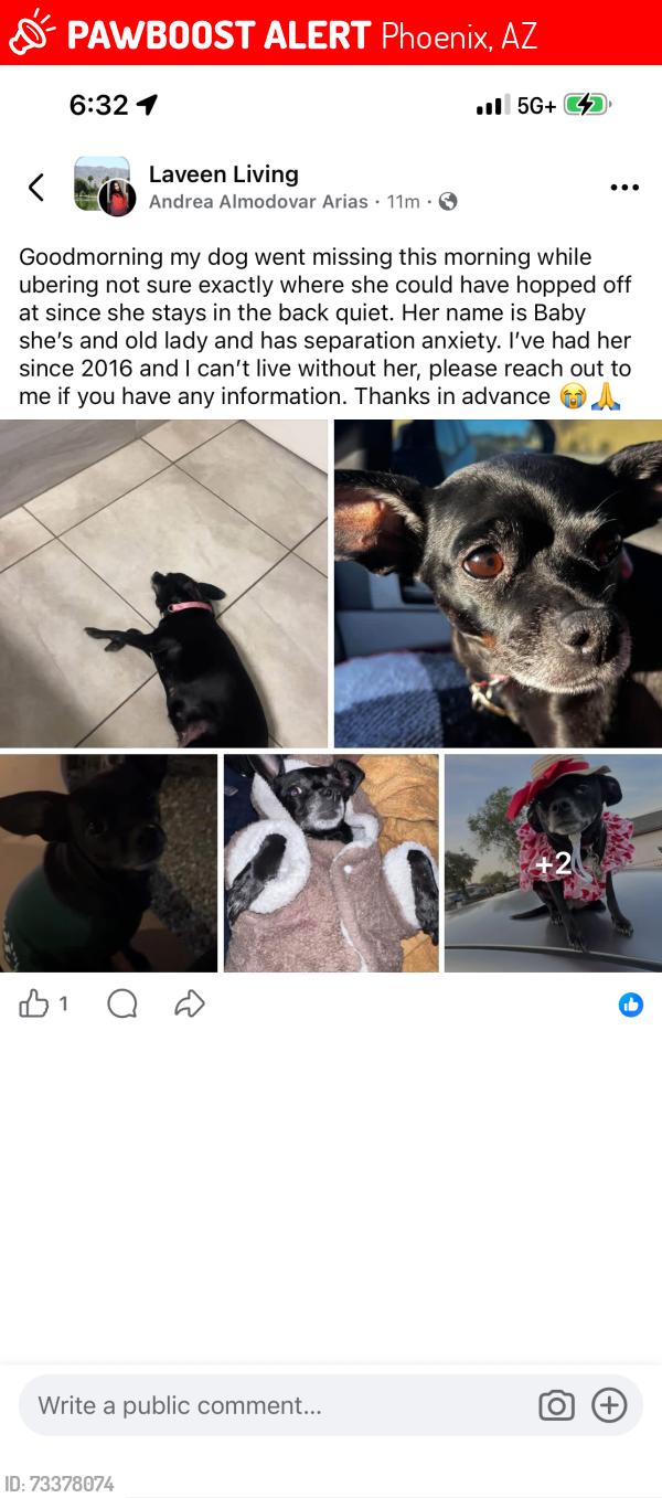 Lost Female Dog last seen 38th dobbins, Phoenix, AZ 85339