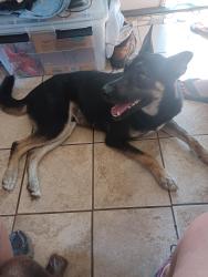 Found/Stray Male Dog last seen Tahiti, Corpus Christi, TX 78418