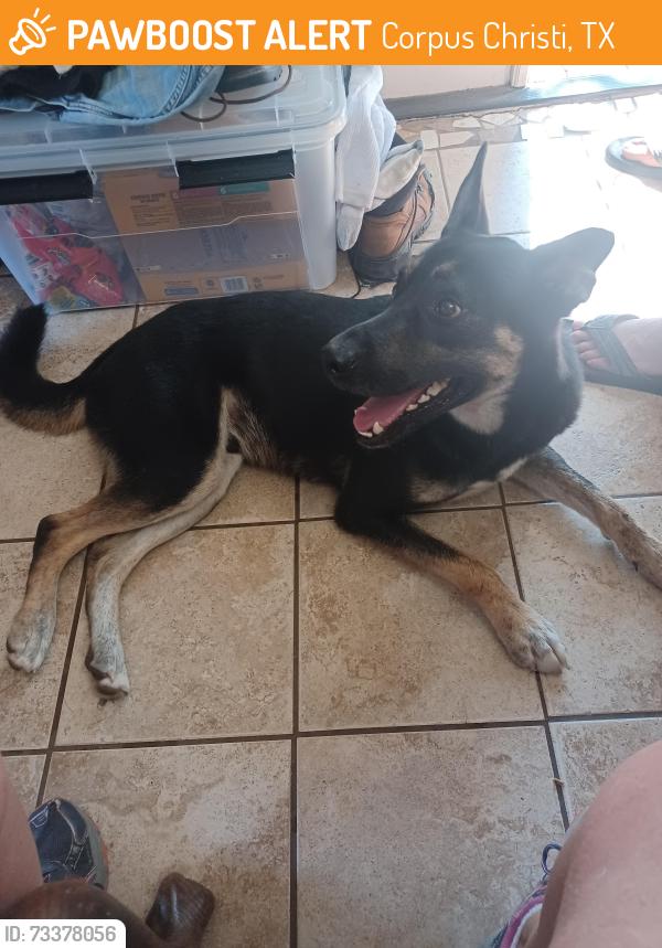 Found/Stray Male Dog last seen Tahiti, Corpus Christi, TX 78418