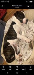 Lost Female Dog last seen Utica and carroll, Brooklyn, NY 11213