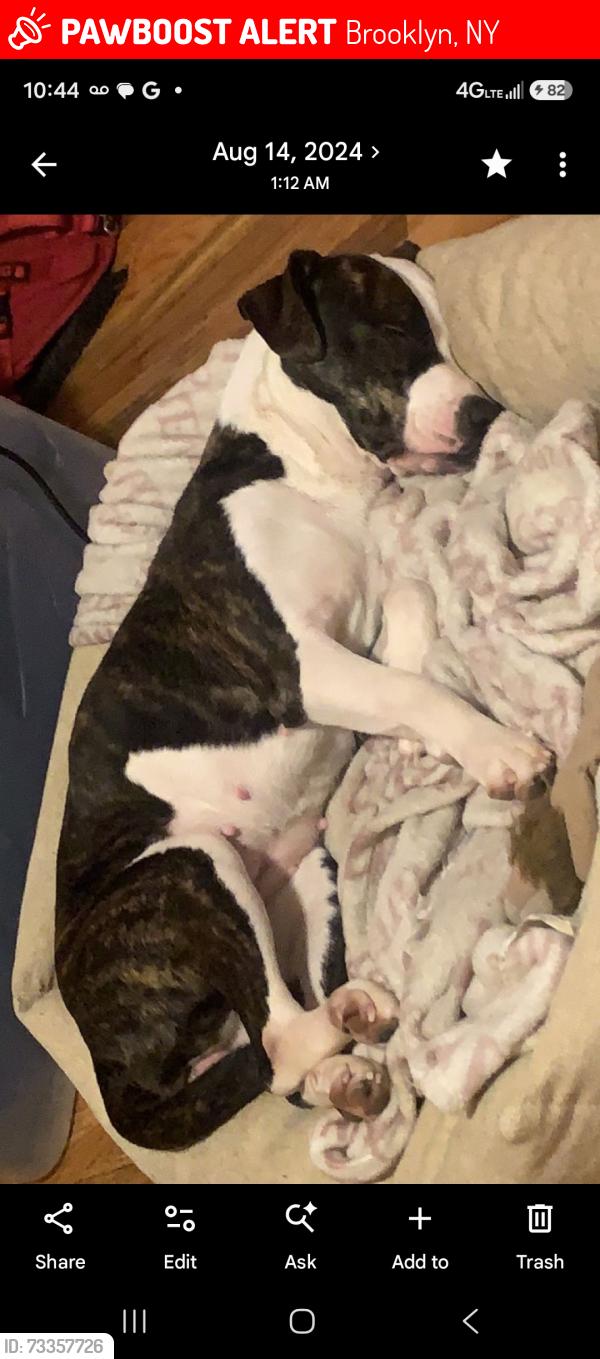Lost Female Dog last seen Utica and carroll, Brooklyn, NY 11213