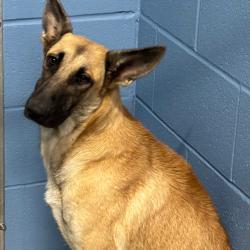 Shelter Stray Male Dog last seen , 1109 Moore Ave, Portland, TX 78374, USA