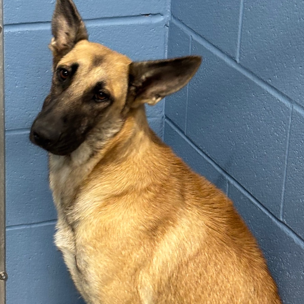 Shelter Stray Male Dog last seen , 1109 Moore Ave, Portland, TX 78374, USA