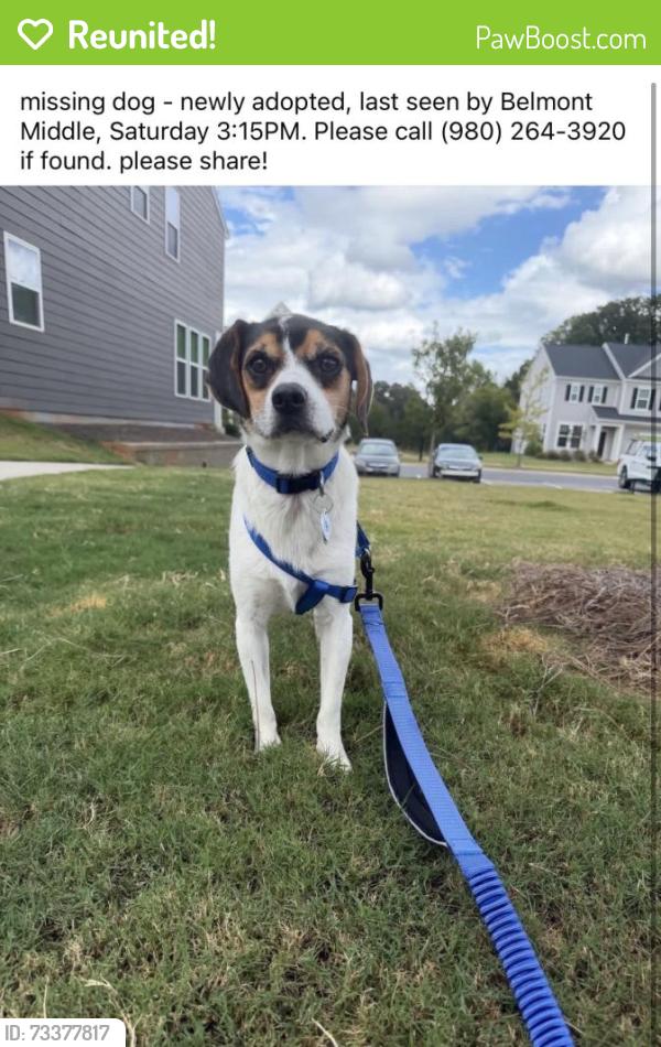 Reunited Male Dog last seen S Point Rd, Belmont, NC 28012, USA, Belmont, NC 28012