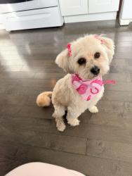 Reunited Female Dog last seen Oak & Ogden Ave, Brookfield, IL 60513