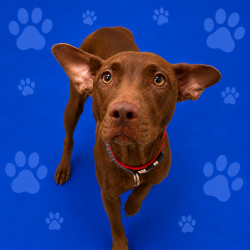 Shelter Stray Female Dog last seen , 2350 Appling City Cove, Memphis, TN 38133, USA