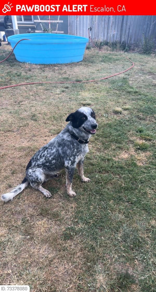 Lost Male Dog last seen Seidner and hwy 120, Escalon, CA 95320