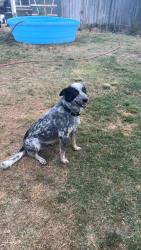 Lost Male Dog last seen Seidner and hwy 120, Escalon, CA 95320
