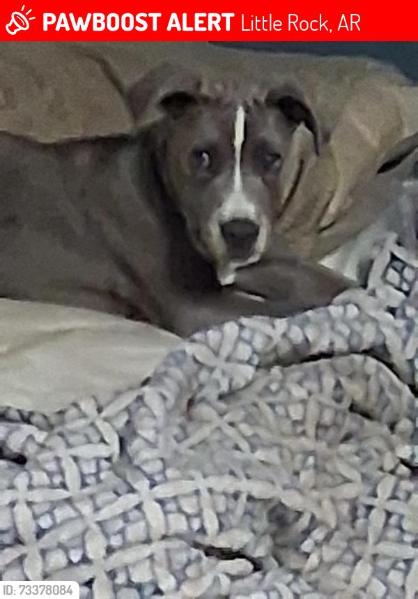 Lost Male Dog last seen Stagecoach, Little Rock, AR 72210