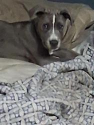 Lost Male Dog last seen Stagecoach, Little Rock, AR 72210