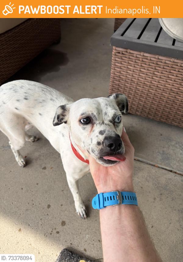 Found/Stray Female Dog last seen Near Hoyt Avenue, Indianapolis, IN 46203