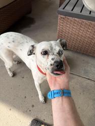 Found/Stray Female Dog last seen Near Hoyt Avenue, Indianapolis, IN 46203